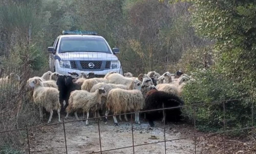 Χανιά: Κατασχέθηκαν αδέσποτα... πρόβατα που κατέστρεφαν καλλιέργειες